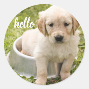 Sticker Rond Chiot mignon de golden retriever de bonjour