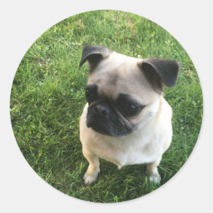 Sticker Rond Chiots Carlin