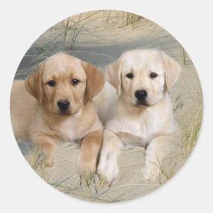 Sticker Rond Chiots d'autocollant de labrador retriever sur la