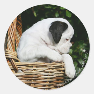 Sticker Rond Chiots de boîte dans le panier
