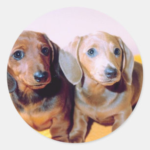Sticker Rond Chiots de Dachsund