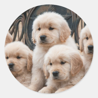 Sticker Rond Chiots de Golden Retriever