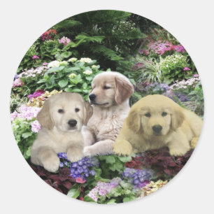Sticker Rond Chiots de golden retriever dans l'autocollant de