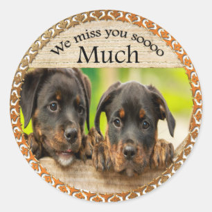 Sticker Rond Chiots mignons de rottweiler noir avec les visages
