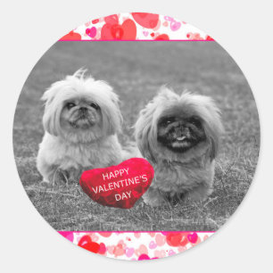 Sticker Rond Chiots Pekingese souhaitant Heureuse Sainte-Valent