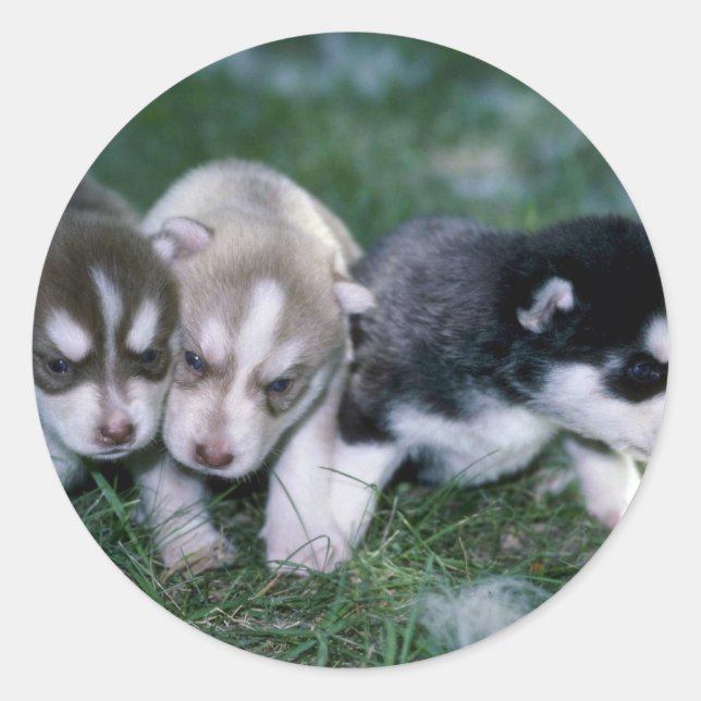 Sticker Rond Chiots sibériens Husky, 3 semaines (Devant)