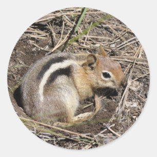 Sticker Rond Chipmunk
