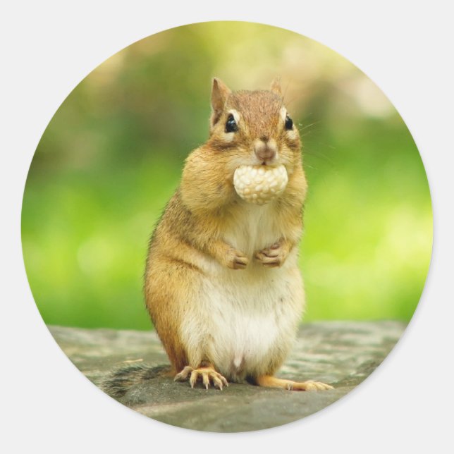 Sticker Rond Chipmunk avec un traitement (Devant)