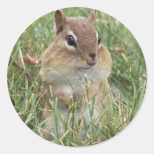 Sticker Rond Chipmunk cheeks