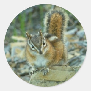 Sticker Rond Chipmunk dans le parc national des Glaciers