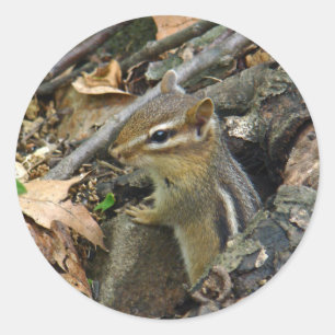 Sticker Rond Chipmunk oriental - Tamias striatus