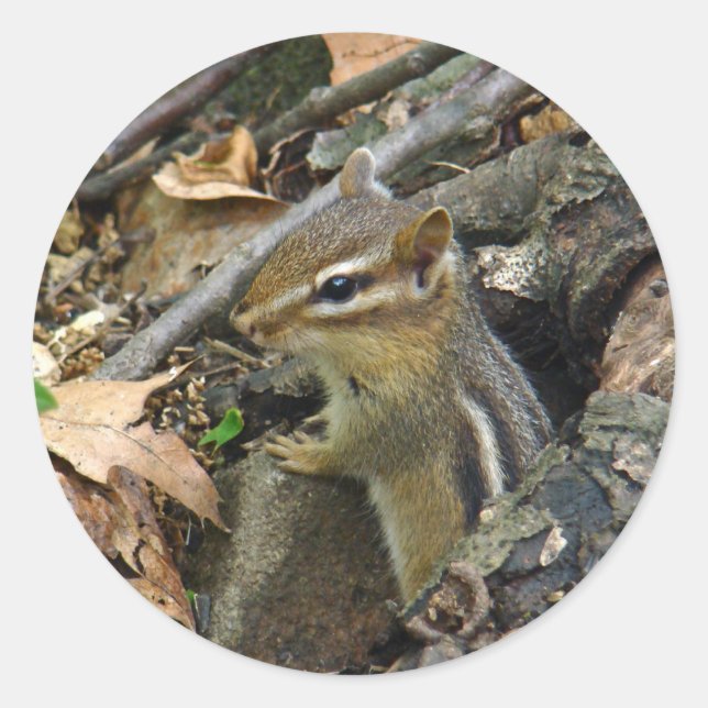 Sticker Rond Chipmunk oriental - Tamias striatus (Devant)