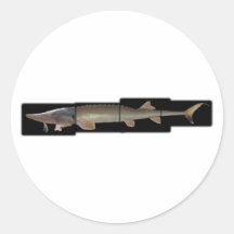 Chirurgien de Shovelnose - Scaphirhynchus platoryn