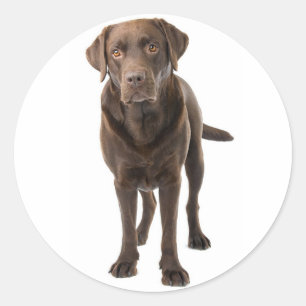 Sticker Rond Chocolat Brown Labrador Retriever Chien chiot