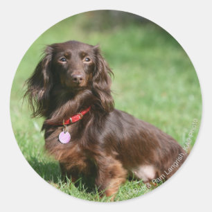 Sticker Rond Chocolat et teckel miniature aux cheveux longs