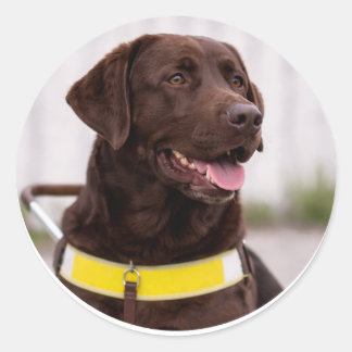 Sticker Rond Chocolate Labrador Guide Dog Graduation 