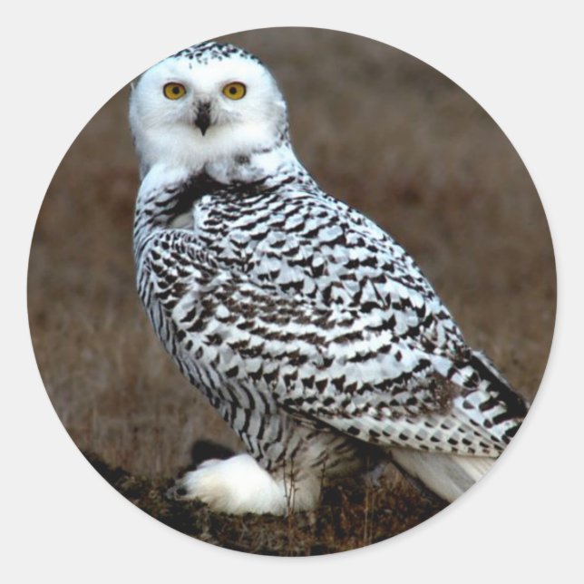 Sticker Rond Chouette des neiges (Devant)