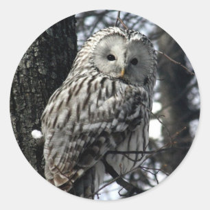 Sticker Rond Chouette surveillée