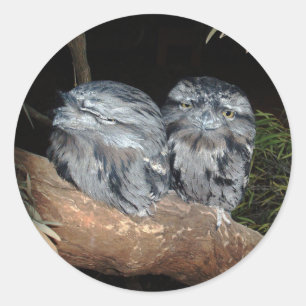 Sticker Rond Chouettes-Frogmouth endormies,