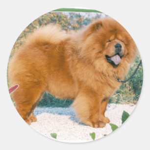 Sticker Rond Chow-Chow