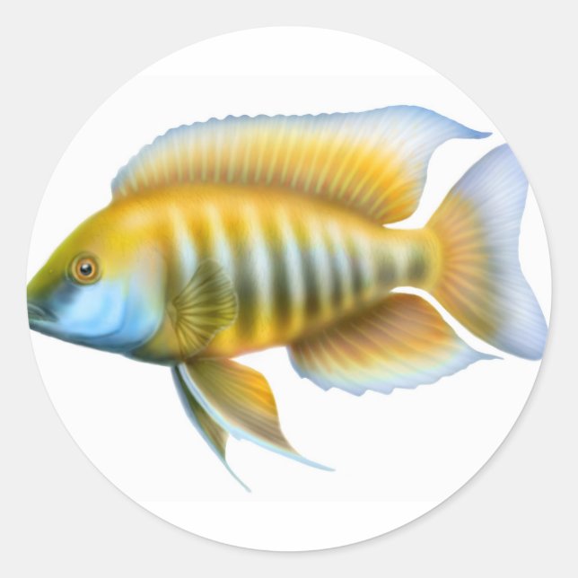 Sticker Rond Cichlid africain de paon d'Aulonocara (Devant)