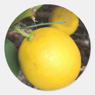 Sticker Rond Citron jaune