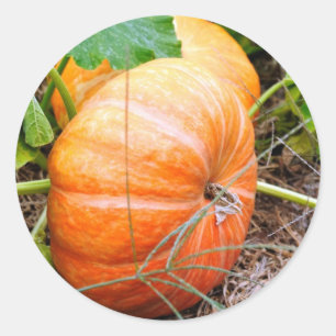 Sticker Rond Citrouille de Cendrillon orange