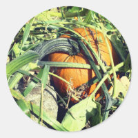 Citrouille Sur La Vigne Nature