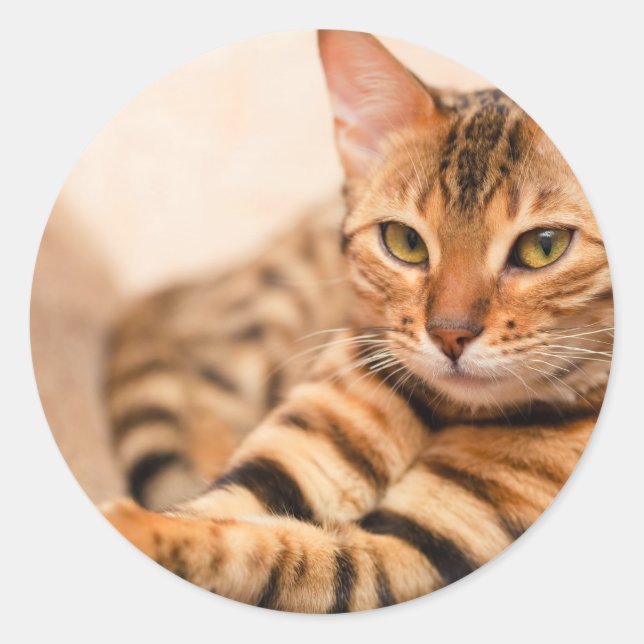 Sticker rond classique chat mignon, brillant (Devant)