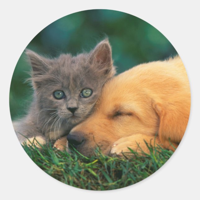 Sticker rond classique, lustré chat et chien migno (Devant)