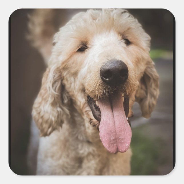 Sticker rond classique pour caniche standard secou (Devant)