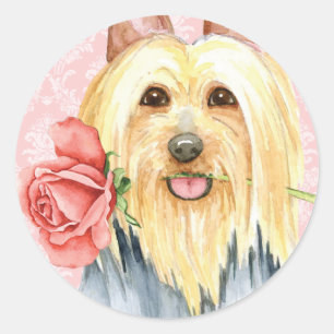 Sticker rond classique Silky Terrier Rose Valentin