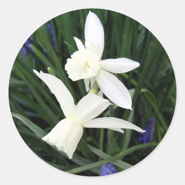 Sticker rond classique Thalia Daffodils blanc (Devant)