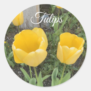 Sticker rond classique Tulipes Jaunes