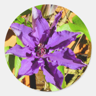 STICKER ROND CLEMATIS