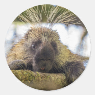 Sticker Rond Close-up of porcupine in a tree