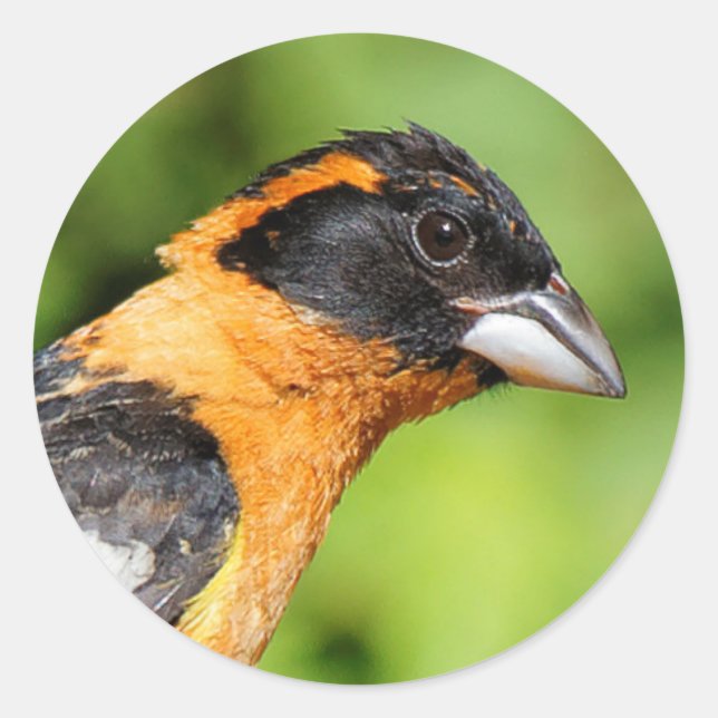 Sticker Rond Closeup d'un beau Grosbeak à tête noire (Devant)
