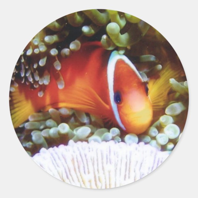 Sticker Rond Clown de tomate de Fidji (Devant)