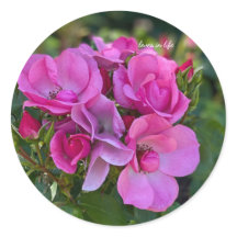 Cluster de roses roses roses lavandes