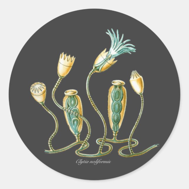 Sticker Rond Clytia noliformis (Devant)