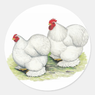 Sticker Rond Cochin : Bantams blancs