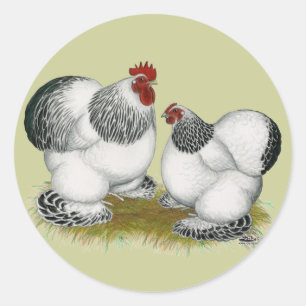 Sticker Rond Cochins : Bantams colombiens