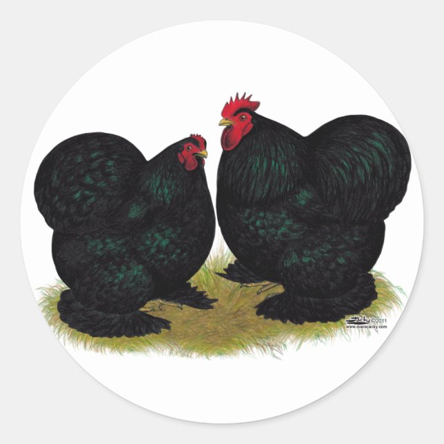 Sticker Rond Cochins Black Bantam Paire (Devant)