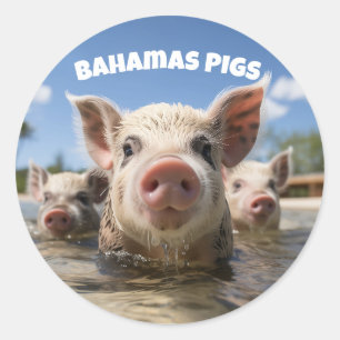 Sticker Rond Cochons Nageurs des Bahamas - Aventure de la Plage