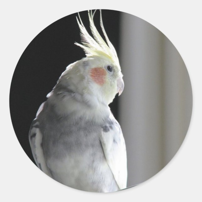 Sticker Rond Cockatiel pie (Devant)