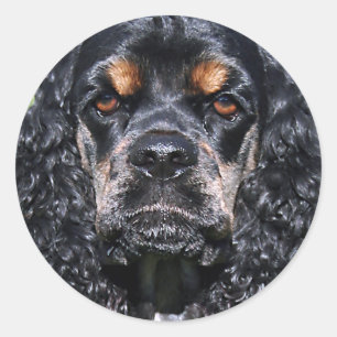 Sticker Rond Cocker Spaniel