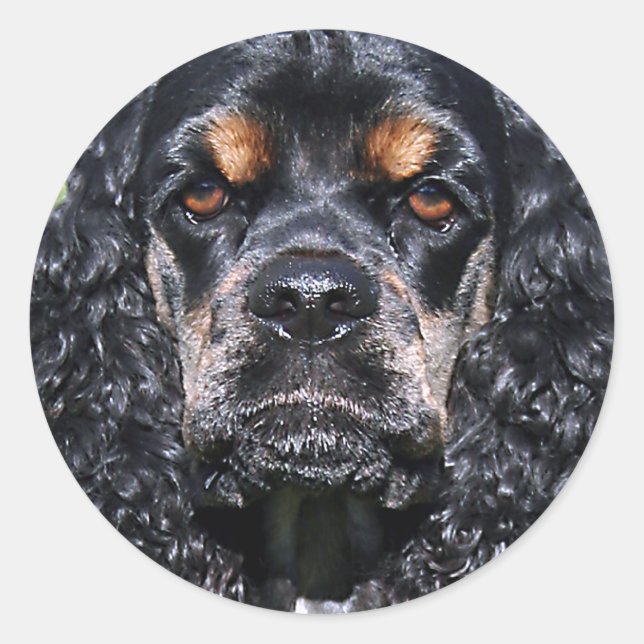 Sticker Rond Cocker Spaniel (Devant)