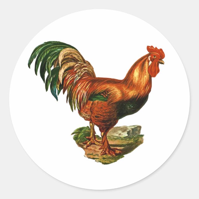 Sticker Rond Cockerel de Rooster (Devant)