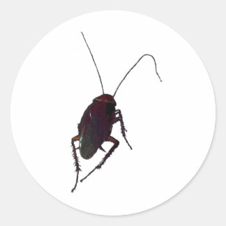 Sticker Rond Cockroach croquant