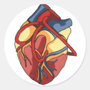 Sticker rond Coeur anatomique